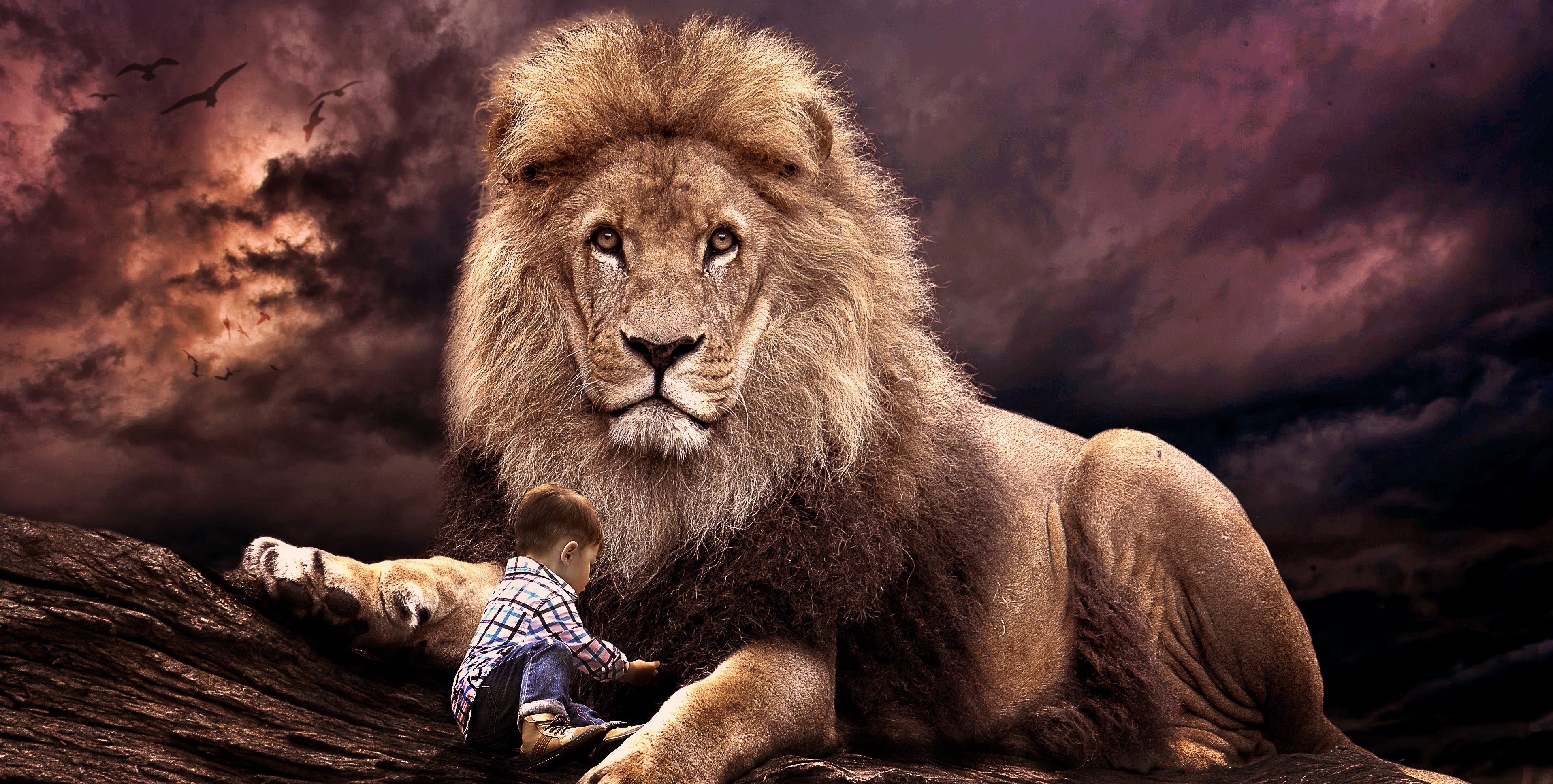 lion protecting baby boy